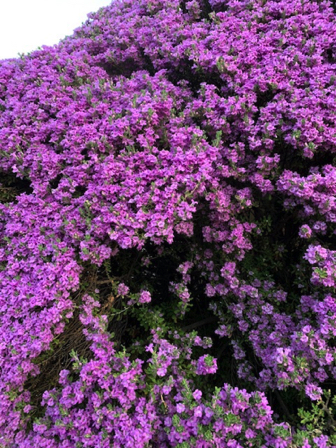 Sep 4 - Texas Sage, bee paradise! Sep 4 - Texas Sage, bee paradise!
